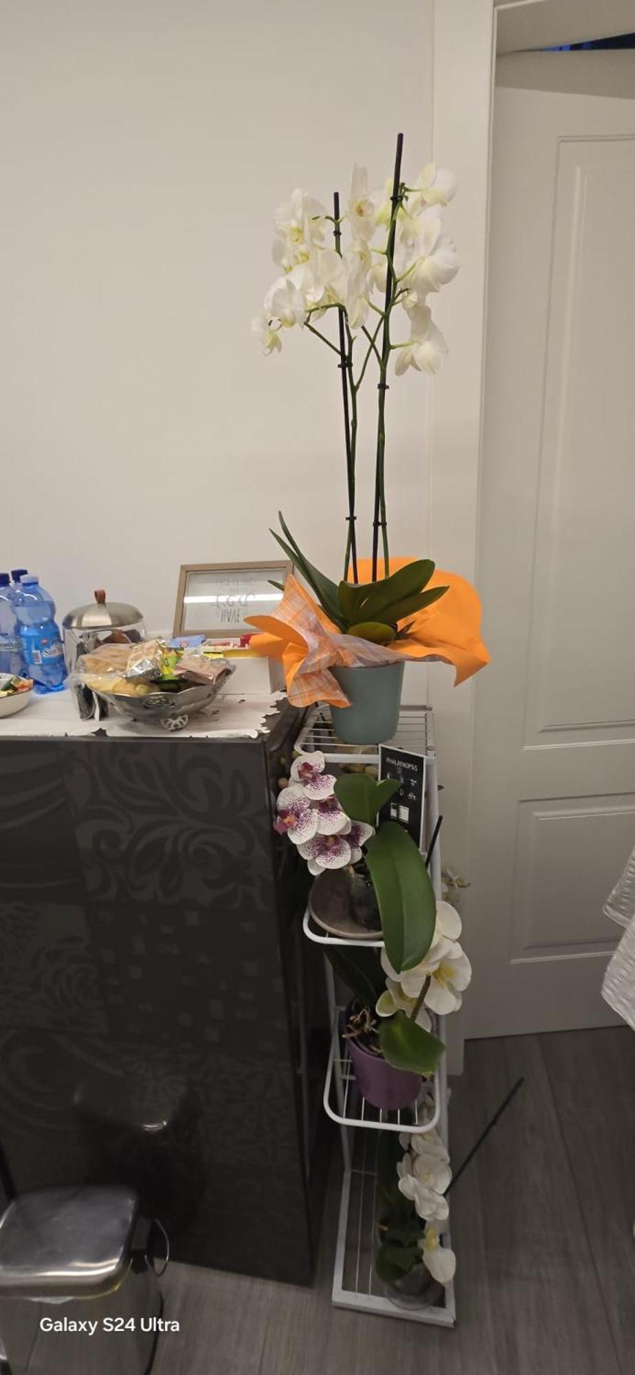 Orchidea Bed & Breakfast โบโลญญา ภายนอก รูปภาพ